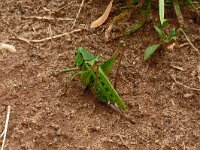 Decticus verrucivorus 19, Wrattenbijter, Saxifraga-Hans Grotenhuis