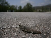 Dociostaurus maroccanus