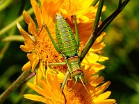 Ephippiger discoidalis