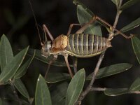 Ephippiger terrestris