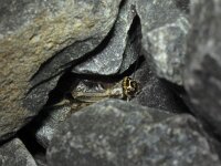 Eumodicogryllus bordigalensis