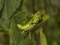 Euthystira brachyptera, Small Gold Grasshopper