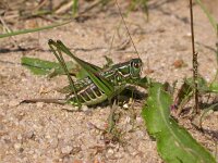 Gampsocleis glabra, Heath Bush-cricket