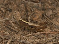 Gompocerippus rufus 2, Rosse sprinkhaan, male, Saxifraga-Paul Westrich