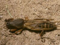 Gryllotalpa gryllotalpa, Mole Cricket