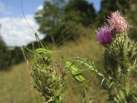 Leptophyes albovittata