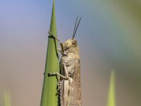 Locusta migratoria migratoria
