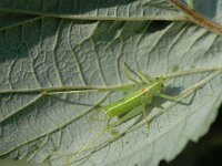 Meconema meridionale, Southern Oak Bush-cricket