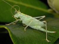 Meconema thalassinum, Oak Bush-cricket