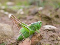 Metrioptera bicolor, Two Coloured Bush-cricket