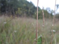 Metrioptera bicolor 3, Lichtgroene sabelsprinkhaan, Saxifraga-Rob Felix : Animalia, Arthropoda, Insecta, Orthoptera, animal, arthropod, dier, dieren, geleedpotige, geleedpotigen, grasshopper, insect, insecten, krekel, sprinkhaan, sprinkhanen en krekels