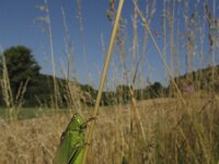 Metrioptera bicolor 4, Lichtgroene sabelsprinkhaan, Saxifraga-Rob Felix : Animalia, Arthropoda, Insecta, Orthoptera, animal, arthropod, dier, dieren, geleedpotige, geleedpotigen, grasshopper, insect, insecten, krekel, sprinkhaan, sprinkhanen en krekels