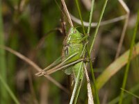 Metrioptera bicolor 6, Lichtgroene sabelsprinkhaan, male, Saxifraga-Paul Westrich