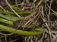 Metrioptera bicolor 8, Lichtgroene sabelsprinkhaan, female, Saxifraga-Paul Westrich
