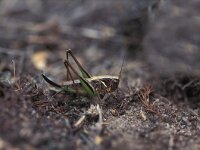 Metrioptera brachyptera, Bug Bush-cricket