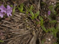 Myrmeleotettix maculatus 11, Knopsprietje, Saxifraga-Paul Westrich