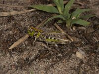 Myrmeleotettix maculatus 12, Knopsprietje, Saxifraga-Paul Westrich