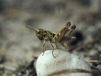 Myrmeleotettix maculatus 2, Knopsprietje, Saxifraga-Robert Ketelaar