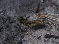 Myrmeleotettix maculatus 3, Knopsprietje, Saxifraga-Robert Ketelaar