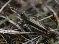 Myrmeleotettix maculatus 6, Knopsprietje, Saxifraga-Rutger Barendse
