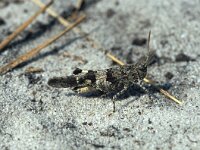 Oedipoda caerulescens, Blue Sand-grasshopper