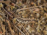 Omocestus haemorrhoidalis