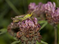 Omocestus viridulus 4, Wekkertje, male, Saxifraga-Paul Westrich