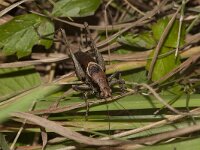 Pholidoptera griseoaptera