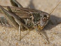 Platycleis albopunctata