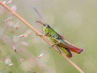 Pseudochorthippus montanus