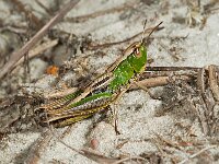 Pseudochorthippus parallelus 1, Krasser, female, Saxifraga-Ab H Baas