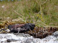 Psophus stridulus 2, Klappersprinkhaan, Saxifraga-Mark Zekhuis