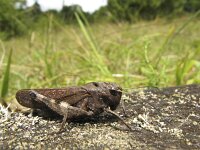 Psophus stridulus 3, Klappersprinkhaan, Saxifraga-Rob Felix : Animalia, Arthropoda, Insecta, Orthoptera, animal, arthropod, dier, dieren, geleedpotige, geleedpotigen, grasshopper, insect, insecten, krekel, sprinkhaan, sprinkhanen en krekels
