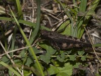Psophus stridulus 4, Klappersprinkhaan, male, Saxifraga-Paul Westrich