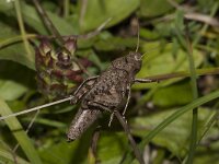 Psophus stridulus 5, Klappersprinkhaan, Saxifraga-Paul Westrich