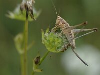 Rhacocleis germanica