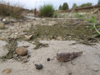 Sphingonotus caerulans