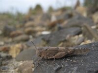 Sphingonotus caerulans 2, Kiezelsprinkhaan, Saxifraga-Rob Felix : Animalia, Arthropoda, Insecta, Orthoptera, animal, arthropod, dier, dieren, geleedpotige, geleedpotigen, grasshopper, insect, insecten, krekel, sprinkhaan, sprinkhanen en krekels