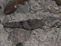 Sphingonotus caerulans 6, Kiezelsprinkhaan, Saxifraga-Paul Westrich