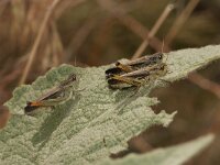 Stauroderus scalaris