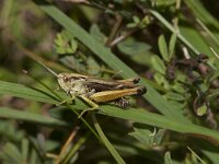Stauroderus scalaris 2, Saxifraga-Paul Westrich