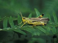 Stethophyma grossum 3, Moerassprinkhaan, Saxifraga-Robert Ketelaar