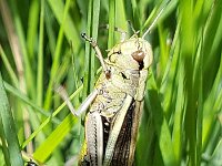 Stethophyma grossum 38, Moerassprinkhaan, Saxifraga-Ben Delbaere
