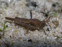 Tetrix ceperoi, Cepero's Groundhopper