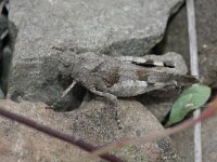 Tetrix undulata, Common Groundhopper