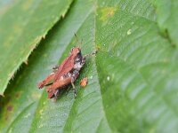 Tetrix undulata 9, Gewoon doorntje, Saxifraga-Tom Heijnen