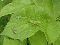 Tettigonia viridissima 31, Grote groene sabelsprinkhaan, Saxifraga-Ab H Baas