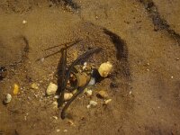 Lampetra planeri 2, Beekprik, Saxifraga-Frits Bink