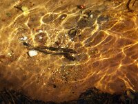 Lampetra planeri 3, Beekprik, Saxifraga-Frits Bink