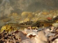 Lampetra planeri 4, Beekprik, Saxifraga-Frits Bink